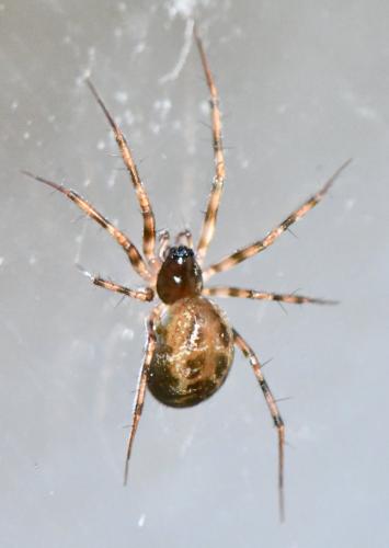 Réf. 273 093 : Lepthyphantes minutus